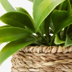 BERTRAMPlante artificielle BERTRAM Ø8xH18cm assorti-JYSK