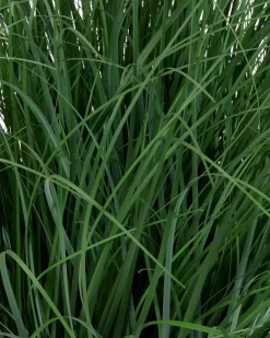 HAVELLEPlante artificielle HAVELLE H65cm herbe verte-JYSK Hot