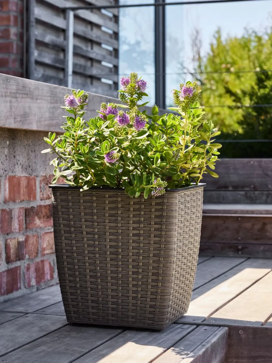 ISLOMPanier pour plantes ISLOM 31x31x32 l-JYSK Clearance